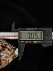 Cypraea Tigris 70 5mm No Collection Data  e016 