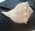 10-11  Large Whelk conch Seashell   Beach Home Decor  10-11 In Large