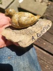 Inuit Stone Carving Vintage Sculpture Bird Soapstone Eskimo Art  Signed 