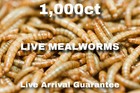 Live Mealworms 1000 Count     Fresh Feeder Insects For Reptiles   Birds