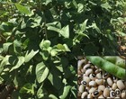 500 Black Eyed Peas Seeds  Frijol Carita  Non-gmo  Garden   Bean Seed  Lobia