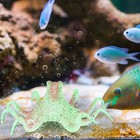 Silicone Artificial Fluorescent Simulation Octopus Aquarium Fish Tank Decoration