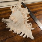 Large 10  X 8  Chicoreus Ramosus Murex Mollusk Snail Shell Spikey Spine 