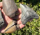 Big Fossil Megalodon Sharks Teeth Lot Of 4 South Carolina Shark Tooth Collection