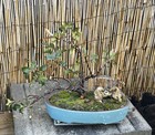 Indian Hawthorn Bonsai Tree