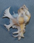 Murex Pele 47 13mm Super Choice Rare Orange Specimen Off Makaha  Oahu  Hi