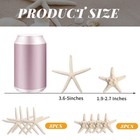 16 Pcs Natural Starfish For Crafts 1 95 Inch Large Bulk Shell Ornament Decor