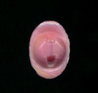 Pink Oval Glass Leo Popper Cameo Antique Button   special Little Rarity 