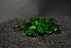 Anubias Nana Bonsai One Plant-freshwater Aquatic Live Plants  Super Price     