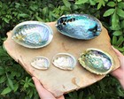 Abalone Shell  Pick A Size  seashell Incense Burner  Smudge Bowl   Holder 