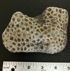 Michigan Petoskey Stone Hexagonaria Fossil Detailed 5  Beautiful Specimen 1 2lbs