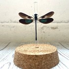 Metallic Gossamer Wing Damselfly  euphaea Variegata  Glass Bell Dome Dragonfly