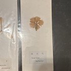 Pressed And Dried Herbarium Specimen Of Spiraea Cantoniensis  And Four Others