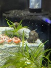 5 Live Olive Nerite Snails Freshwater Algae Eater Aquarium Fish Tank Cleaners