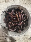 5 Lb Live European Nightcrawlers  Compost Size 1 3 Gram