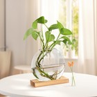 Radish Glass Vases With Wood Stand Flower Pot Plant Container Desktop Glass