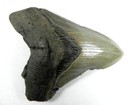 4 3 8     Inch Fossil Megalodon Prehistoric Shark Tooth Teeth Fossil Tooth