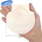 10 Pcs 4-5 Inch Large Scallop Shells For Crafting  Natural Large Seashells For C