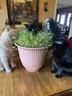 Cat Grass red Wheat  300  Seeds  Heirloom organic free Shipping 