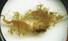 Antique Microscope Slide By Clarke   Page - Saw Fly Internal Organs