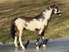 Breyer Wapiti 2013 Flagship Special Run Idocus Warmblood