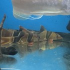 Clown Loach    Live Freshwater Fish  chromobotia Macracanthus  7-8 Inch