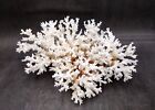 Brownstem White Lace Coral Cluster  1 Coral 9 5l X 4 5h X 7d Inches 