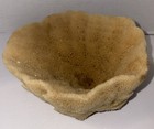 Natural Dried Sea Sponge Bowl Nautical Coastal Decor