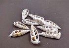 Center Cut Cerithium Seashells White Sliced  10 Shells Approx  1 5  Inches 