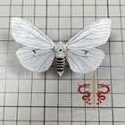 Moth Specimen Chionarctia Pura  1pc Wings Spread A1 a-  Clear Box Packaging