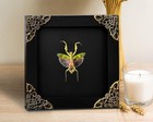 Real Framed Flower Mantis Dead Insect Dried Green Beetle Shadow Box Black Frame