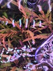 3 Hygrophila Pinnatifida Uk  Red Species Live Aquarium Plants 