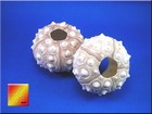 3-pack  Sputnik Sea Urchin Shell 2-3  Coastal Arts   Crafts Beach Decorating