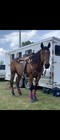 Mandys Custom Tack Set Barrel Racing Tack Set For Horse