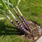 1000 Pcs Tropical Sugar Cane Seeds Garden Plant Seeds For Warm Area Planting
