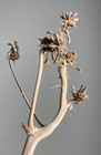 Vintage Ikebana Japanese Flower Arrangement Raw Materials Dried Flower Branch F