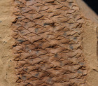 Perfectly Preserved Rarer Fossil Plant  Lycopod Species Lepidophloios Larcinus  