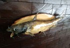 18  Flathead Bullhead Catfish Real Skin Taxidermy Wall Mount Display
