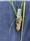 Orchid Plant Maxillaria Tenuiflora Aurea  bert 