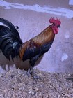 6  Rare Fertilized Hatching Eggs  1 2 Brownred 1 2 Warhorse  Photos Of Sons