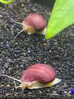 Live Juvenile Mystery Snails - Freshwater - Purple And Magenta- Pack Of 2 1