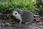 Hi-line Gift Ltd Crawling Hedgehog Statue tan Tan