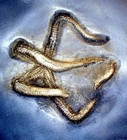 Detailed 6cm Starfish Urastella Asperula   Devonian  Bundenbach  Germany