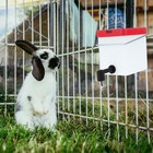  2 Pieces Rabbit Drinker Travel Small Animal Water Bottle Pet Bunny Feeder