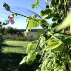 20  Rattlesnake Pole Green Bean Seeds Heirloom Home Garden Natural