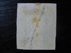 India Sg   10 Scarce Superb Used Imperf Stamp 