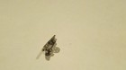 1950 s Usaf Air Force Master Navigator Aircrew Wing Star Mini Lapel Pin Small