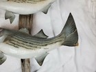 Taxidermy Two Striped Bass Striper Mounted On Driftwood Needs Fin Repair