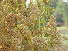 150 Brilliant Rainbow Quinoa Seeds - Chenopodium Quinoa - Non-gmo Ancient Grain 