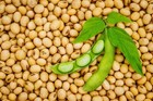 Soybeans  5 Lbs  Gluten Free  Great For Salad Sprouts Grown In Iowa  Vegetarian 